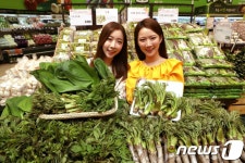 “새 농가 소득원”…순창 참두릅 대형마트 납품 시작