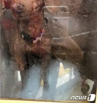 [펫톡톡] 마트 애견보관함에 온종일 방치된 강아지