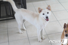 [가족의 발견(犬)] 농장 폐업 후 버려진 강아지들