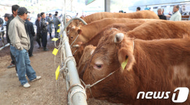 구제역 물러가고 열린 우시장