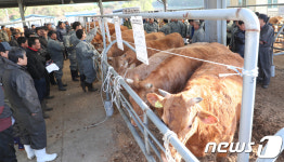 다시 열린 우시장