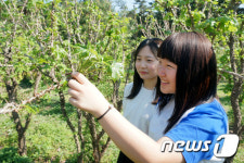 강릉 개두릅잔치 27~29일 해살이마을서  열려