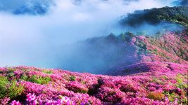 장수 봉화산에 철쭉 보러 오세요