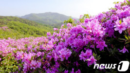 [화보]장수 봉화산에 펼쳐진 철쭉 향연