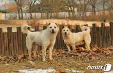 [D-1]진돗개·풍산개 주고받았던 남북정상 이번에는?