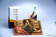 주식회사농협홍삼 홈플러스효자점 | 서산 6년근 햇수삼, 28일 수도권 홈플러스서 판촉행사