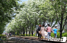이팝나무 길 따라 여름으로