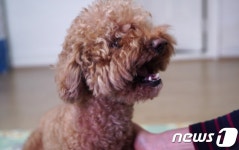 [바르개]목욕하자 말하면 으르렁…포미가 이상해요