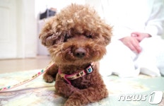 [바르개]반려견 싫어하는 말과 행동에 보상…달라진 포미