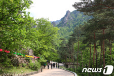 신록의 기운 가득한 설악산 