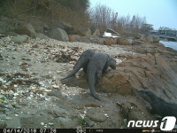 천연기념물 울산 목도 상록수림에 수달 서식 