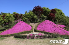 [화보]융단처럼 깔린 진안 원연장 꽃잔디동산의 유혹