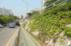 동작구 상도터널 입구 벽 덩굴식물로 녹화