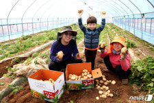 당진서 해나루 황토 햇감자 출하 ‘한창’