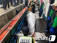 전북 군산 어청도에서 길이 5.6m에 무게 1.4톤 밍크고래 잡혀