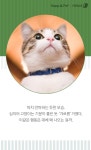 [펫카드]집사 위한 마사지? 꾹꾹이 하는 고양이