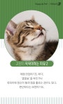 [펫카드]집사 위한 마사지? 꾹꾹이 하는 고양이