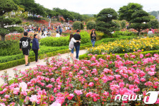장미꽃 만개한 삼척 오십천 장미공원