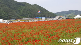 꽃 양귀비로 붉게 물든 하동 북천 직전리… 꽃양귀비 축제