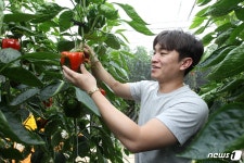 경남고성, 올해 44억원 들여 파프리카 수출농가 육성