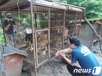 [화보]식용견 구조 나선 리처드 용재 오닐 참혹한 심정