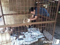 [화보]식용견 구조 나선 리처드 용재 오닐 참혹한 심정