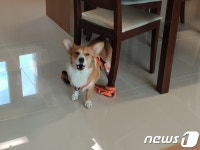 [바르개] 아파트 울리도록 짖는 꿈이…포기해야 하나요?