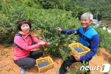 산청 블루베리 맛있어요