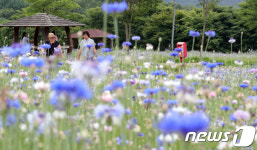 보랏빛 향기 가득한 전주 자연생태체험학습장 