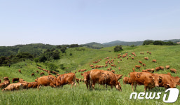 대관령 한우의 초원 나들이