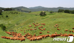 대관령 초원에 방목된 한우들