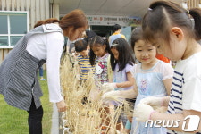보리 수확체험하는 어린이들