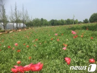 여주 금은모래강변공원에 ‘꽃양귀비’ 만개 