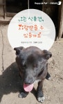 [펫카드] 나는 식용견, 사랑받을 수 있을까요?