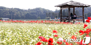 메밀꽃과 양귀비 사이로