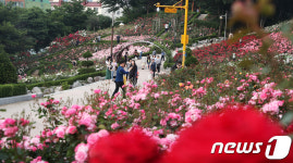부천 장미축제 마지막날