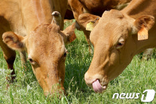 강원축산기술연구소, 소(牛) 자가 인공수정교육 재개