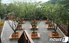 철원 금학산 하늘 숲 땅 숲 체험길 개방