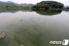 낙동강 불청객 녹조 등장