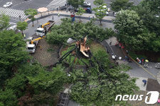 비바람에 쓰러진 수원 영통 느티나무