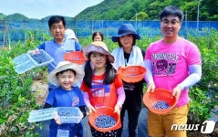 ‘인기 만점’ 순창 블루베리 분양농장, 효자 노릇 ‘톡톡’