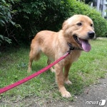 [가족의 발견(犬)] 용재 오닐이 개농장서 구조한 강아지