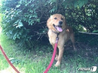 [가족의 발견(犬)] 용재 오닐이 개농장서 구조한 강아지