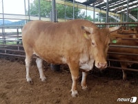 충주서 국내 최대 1240kg 슈퍼한우 탄생 기대