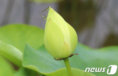 백연꽃봉우리에 자리 잡은 실잠자리 한 쌍