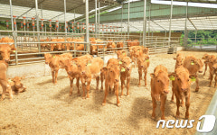 이웃과 상생하는 횡성 깨끗한 축산농장 대폭 늘린다