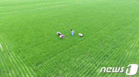 들녘에서 피사리 작업하는 농민