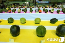 정읍시, 이달 20일 단풍미인 씨 없는 수박 품평회 개최 