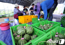 최북단 화천서 애플수박 첫 수확