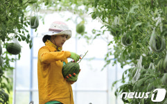 하늘에 열리는 애플수박